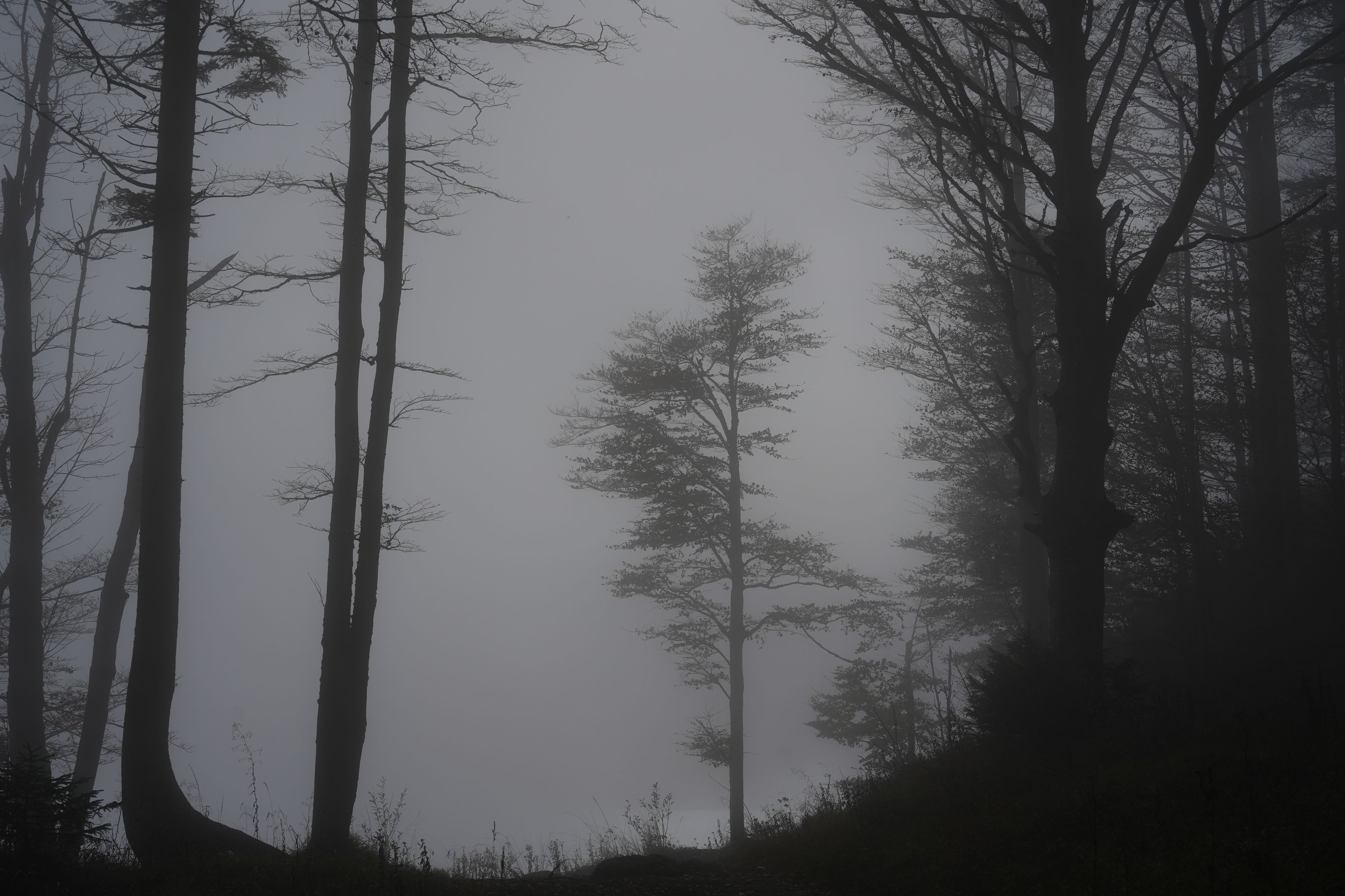 Black and white photograph of a foggy forest